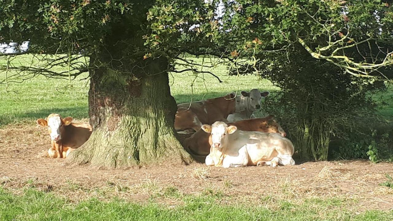 Cockley Hill Farm Bed & Breakfast Brackley  Dış mekan fotoğraf
