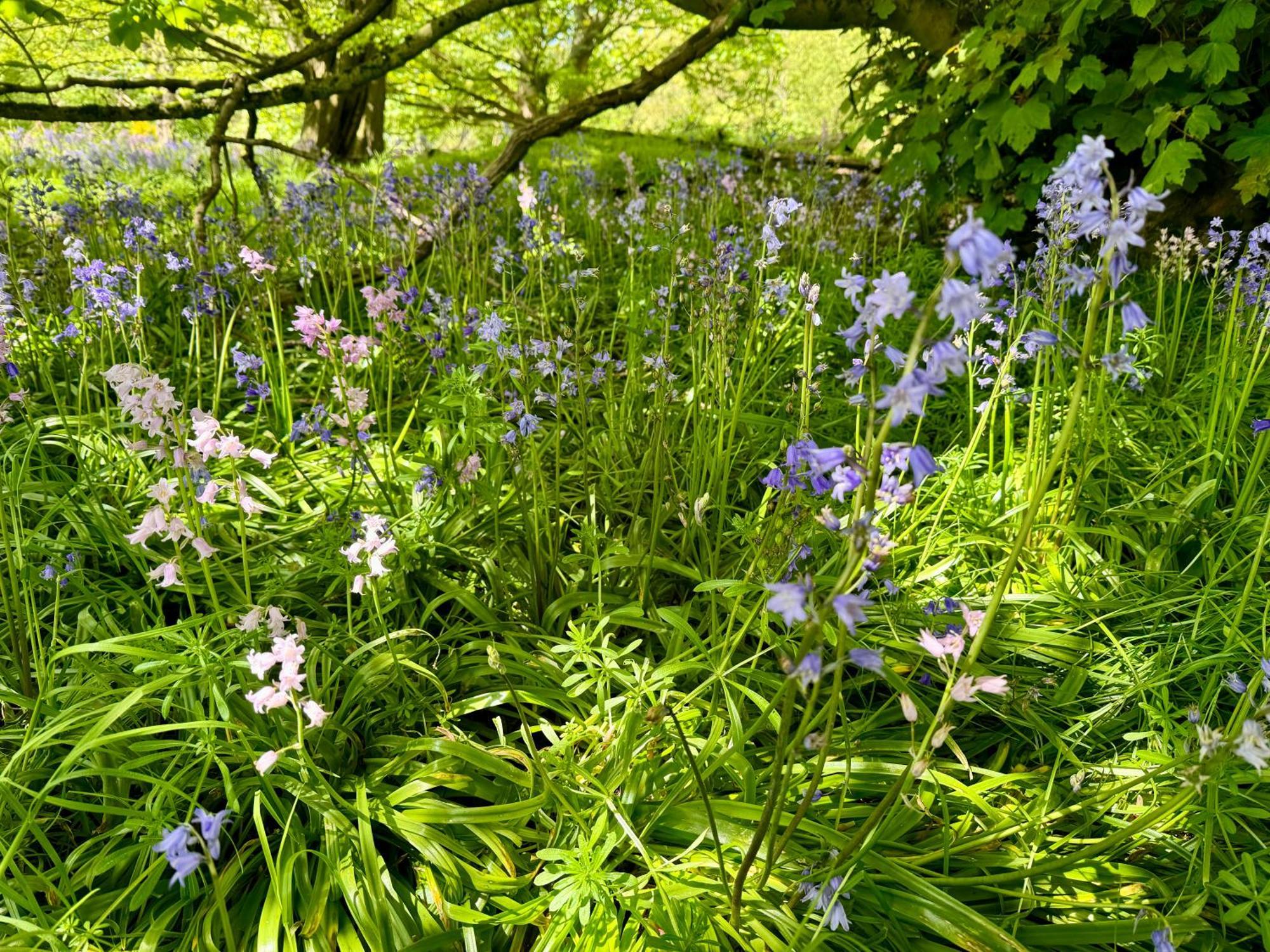 Cockley Hill Farm Bed & Breakfast Brackley  Dış mekan fotoğraf